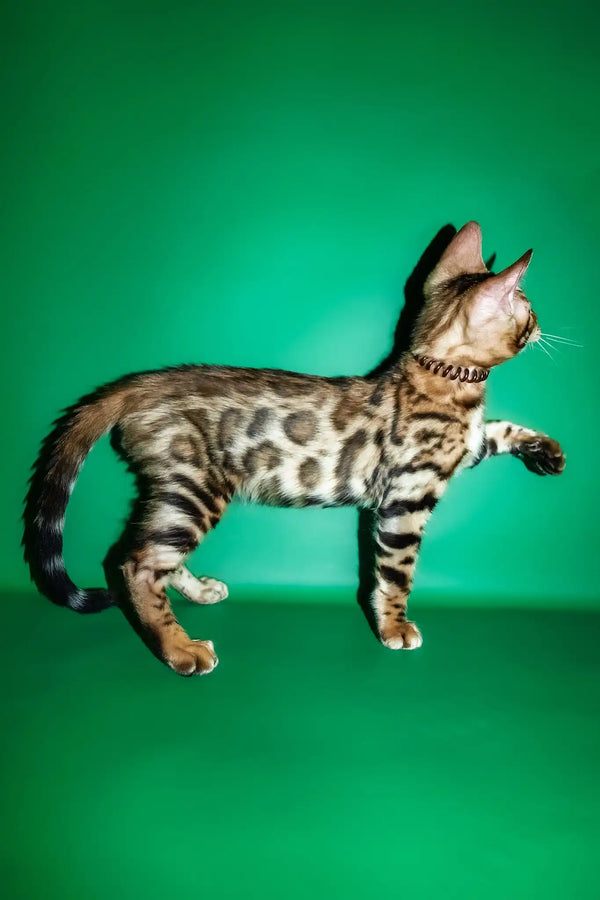 Richii | bengal kitten