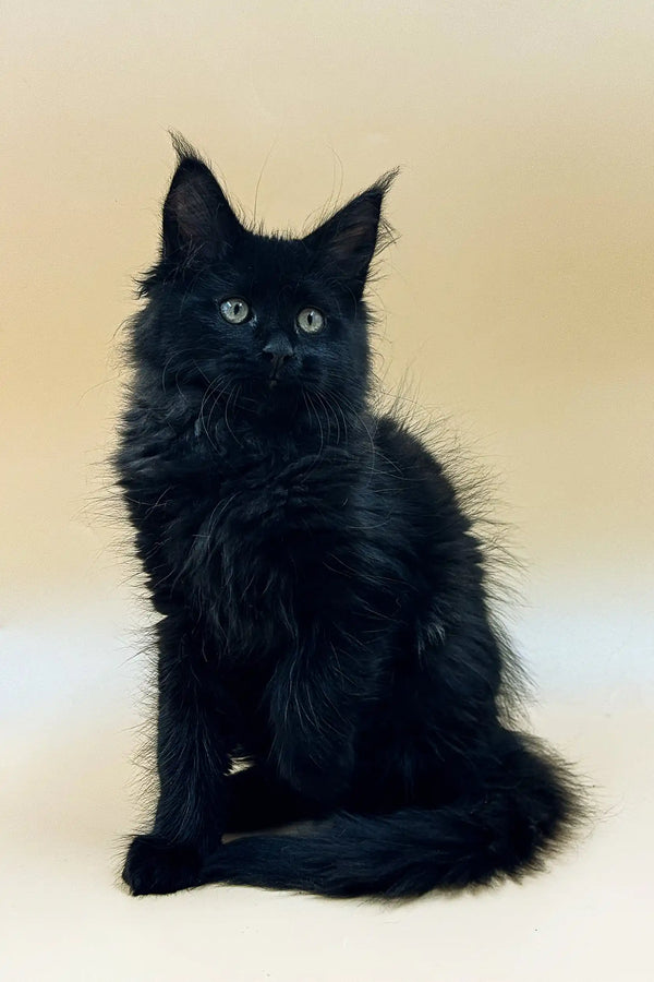 Black fluffy Maine Coon kitten with piercing eyes and prominent ear tufts