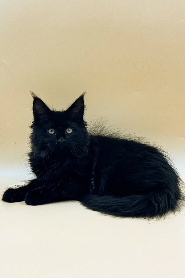 Black Maine Coon kitten with long fur and pointed ears lounging comfortably