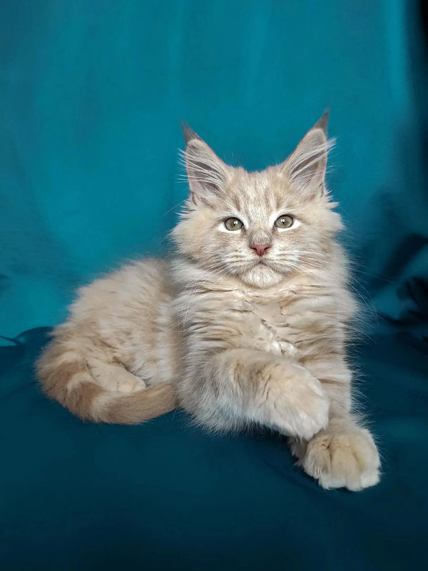 Fluffy Maine Coon kitten Rick with long fur and alert eyes ready for cuddles