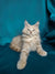 Fluffy light-colored Maine Coon kitten with long fur and an alert expression