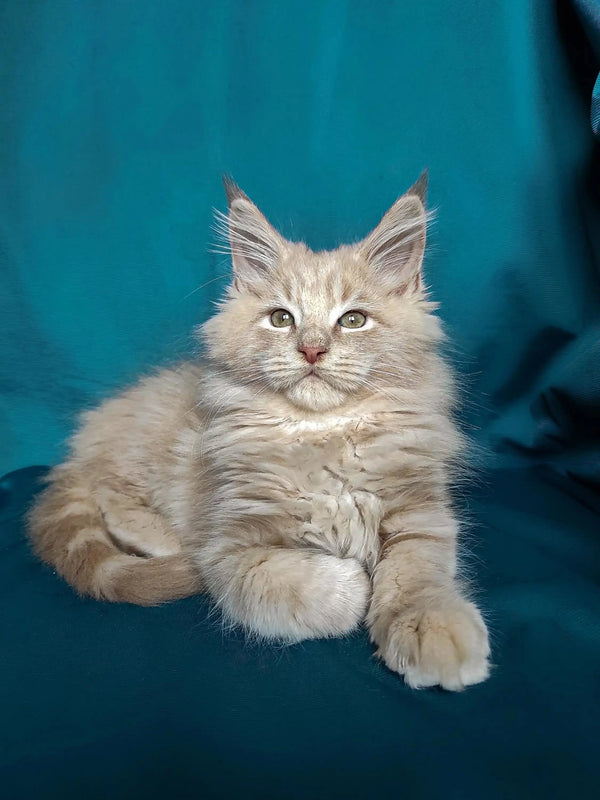 Fluffy gray Maine Coon kitten Rick with alert eyes and long whiskers