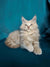 Fluffy gray Maine Coon kitten with alert eyes and cute ear tufts, perfect Coon kitten