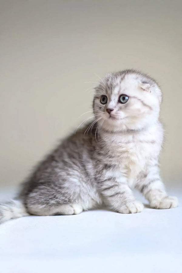 Cute Gray Tabby Scottish Fold Kitten named Rick looking playful and adorable