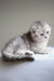 Gray tabby kitten named Rick from Scottish Fold breed, super cute and playful