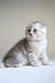 Cute Silver Tabby Scottish Fold Kitten Rick available for adoption