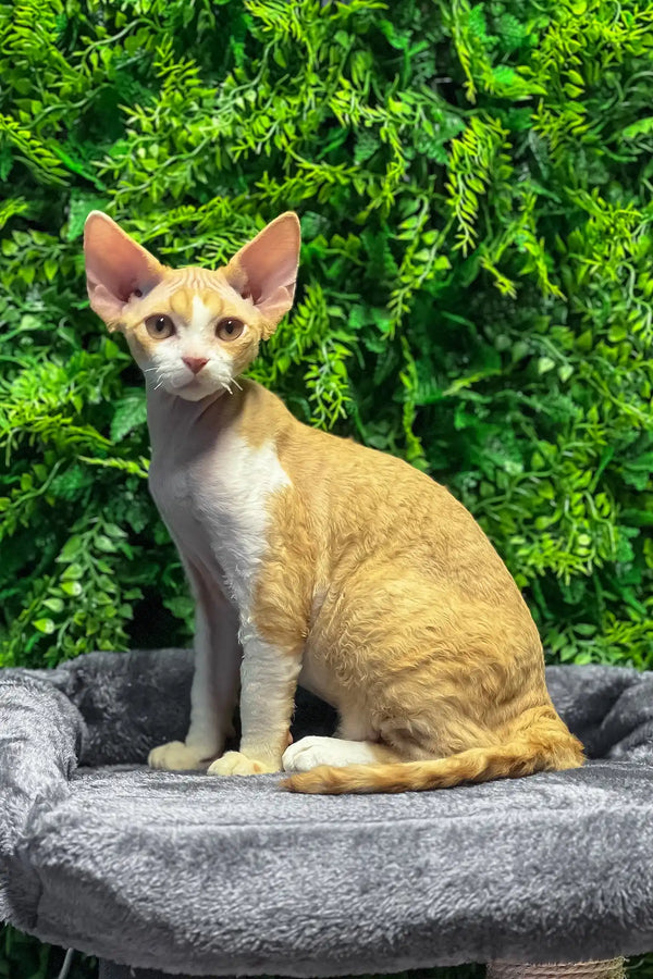 Ricky | devon rex kitten