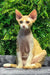 Ricky | devon rex kitten