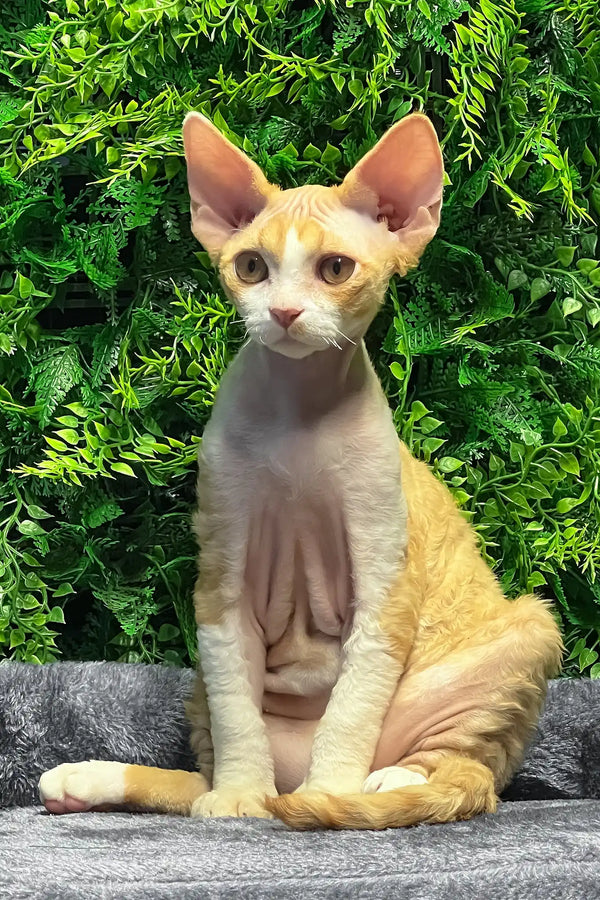 Ricky | devon rex kitten