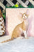 Ricky | devon rex kitten