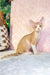 Ricky | devon rex kitten