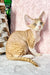 Ricky | devon rex kitten