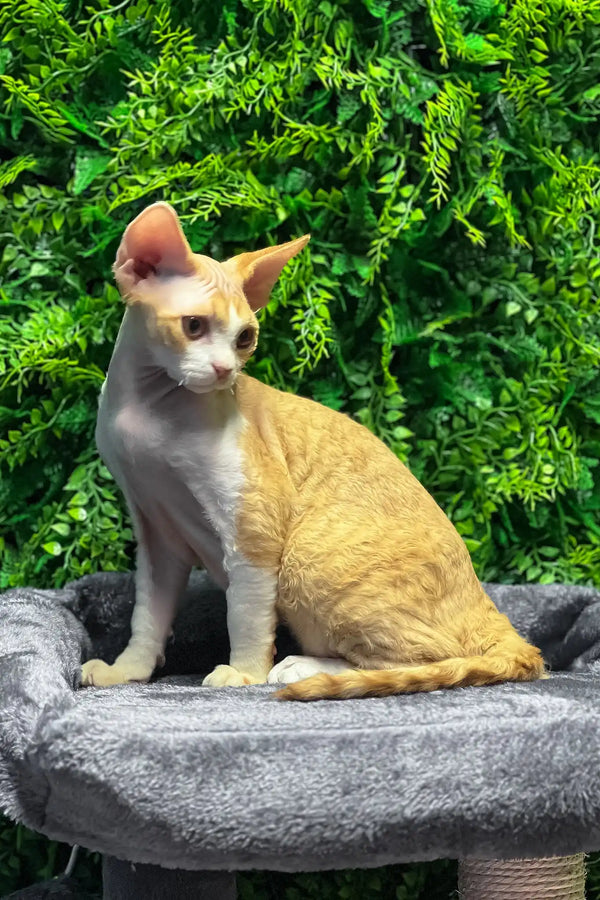 Ricky | devon rex kitten