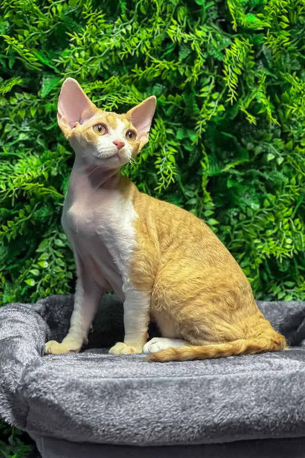 Ricky | devon rex kitten