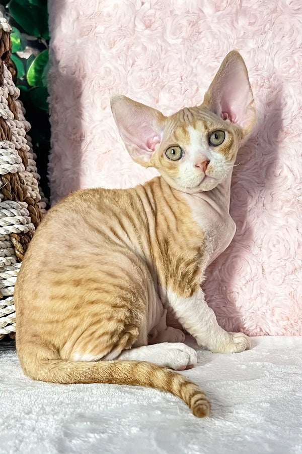 Ricky | devon rex kitten