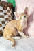Ricky | devon rex kitten