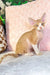 Ricky | devon rex kitten