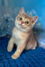 Ricky | scottish straight kitten