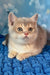 Ricky | scottish straight kitten