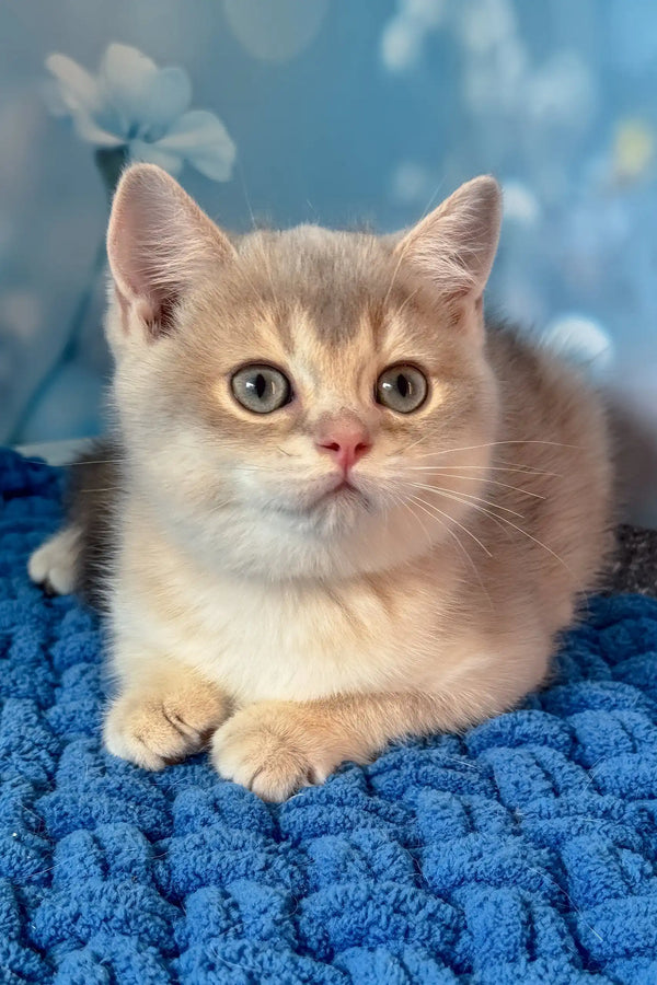 Ricky | scottish straight kitten
