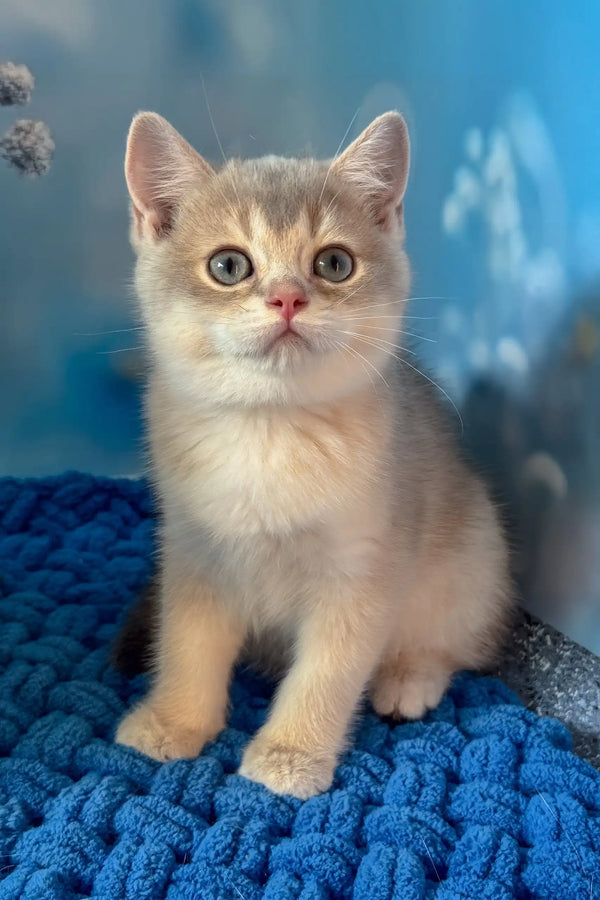Ricky | scottish straight kitten