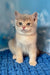 Ricky | scottish straight kitten
