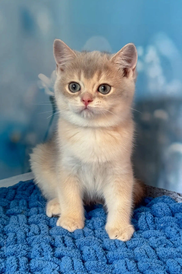 Ricky | scottish straight kitten