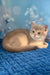 Ricky | scottish straight kitten