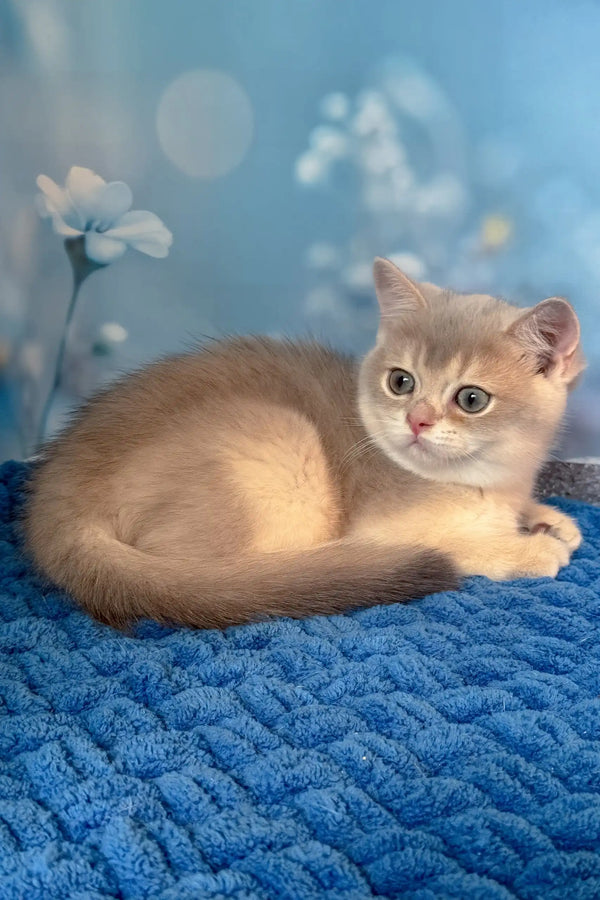 Ricky | scottish straight kitten
