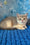 Ricky | Scottish Straight Kitten