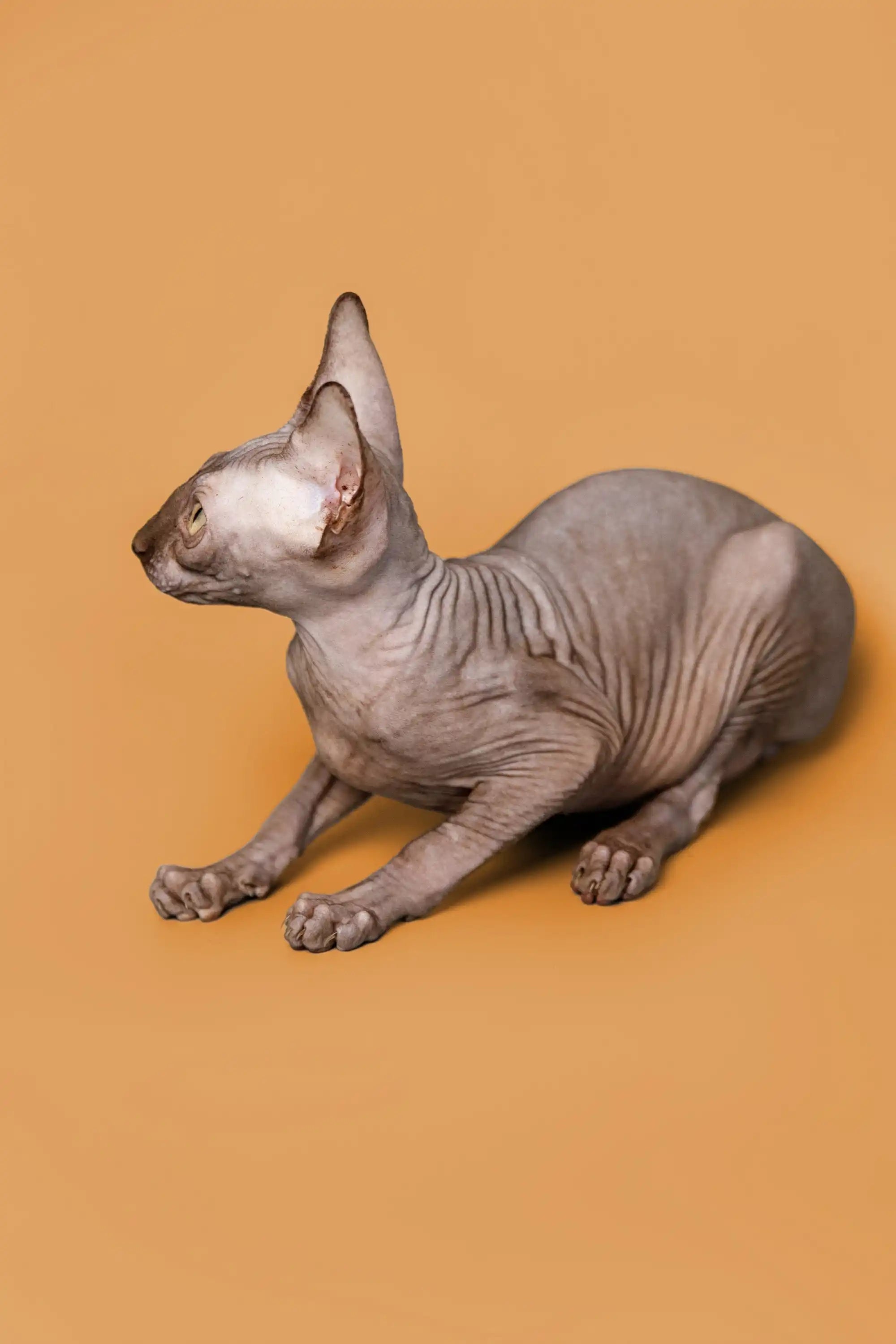 Sphynx Cats for Sale | Kittens For Ricky | Kitten