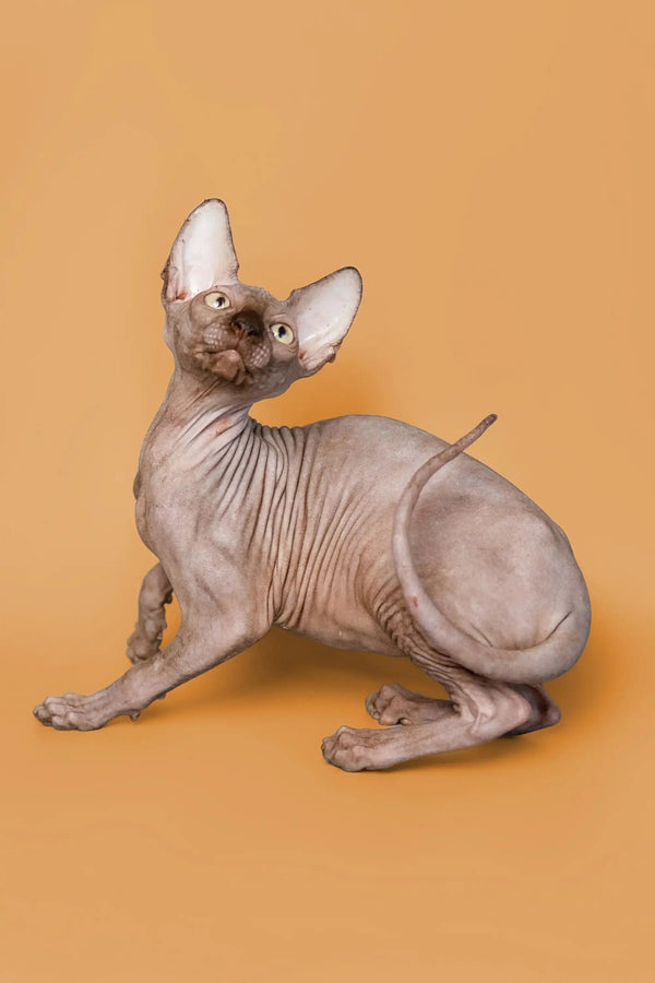 Cute Hairless Sphynx kitten with big ears, perfect for new pet owners