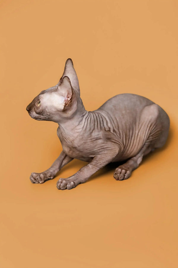 Relaxed Hairless Sphynx kitten with gold eyes, perfect for loving homes