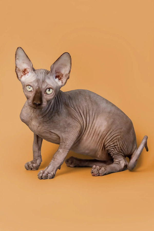 Hairless Sphynx kitten Ricky with wrinkled skin and big ears, the perfect male Sphynx