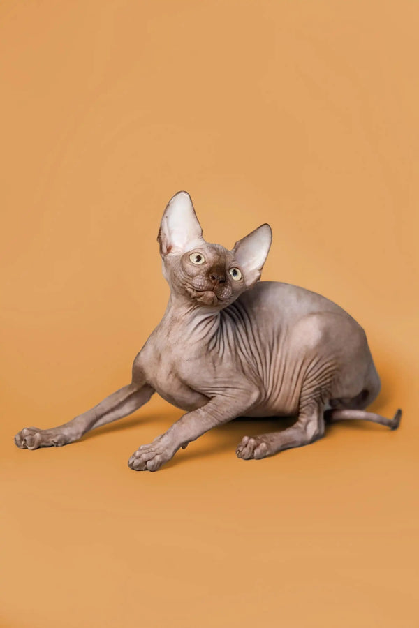 Hairless Sphynx kitten Ricky with big ears lounging on his side, super cute!