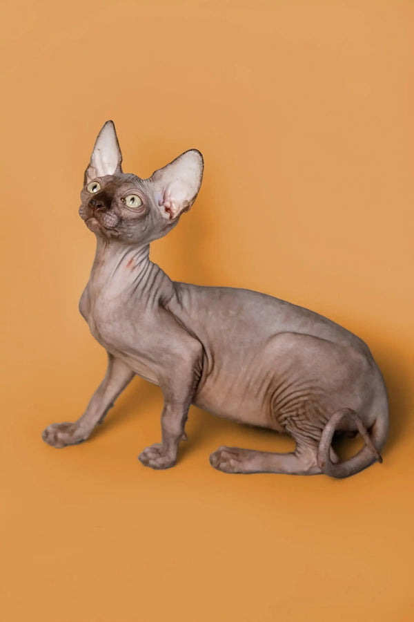 Hairless Sphynx kitten Ricky sitting alert with big ears, perfect male Sphynx cutie