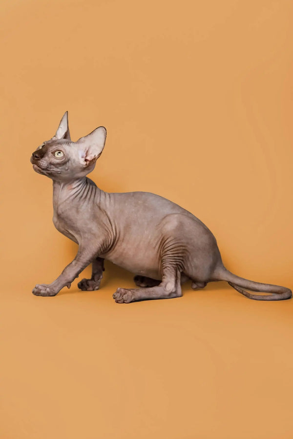 Hairless Sphynx kitten with gold eyes sitting alert, showing off its adorable personality