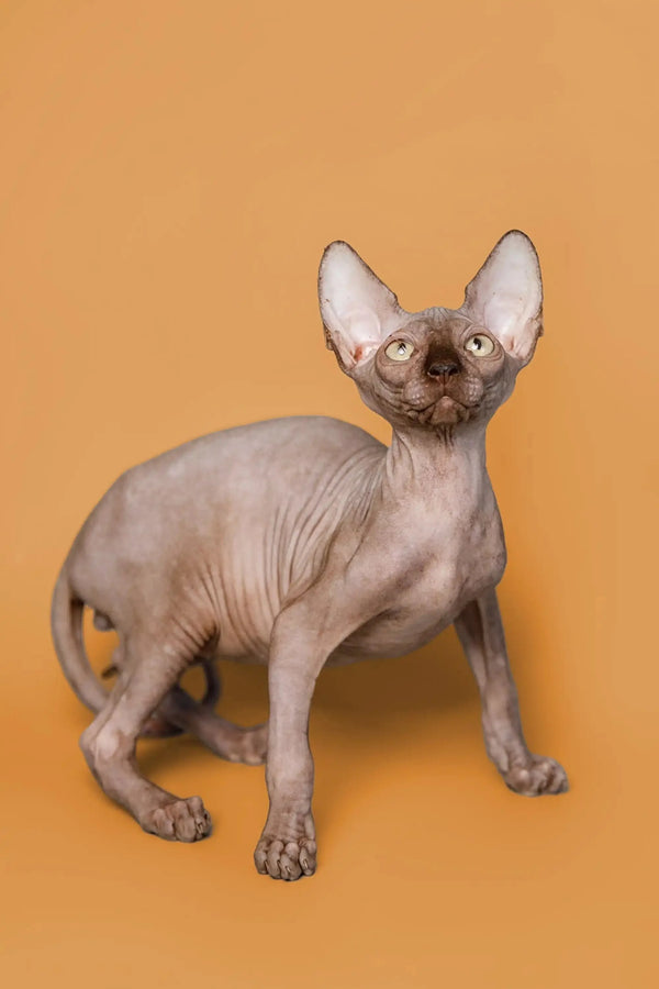 Adorable Hairless Sphynx Kitten with big ears, wrinkled skin, and stunning gold eyes