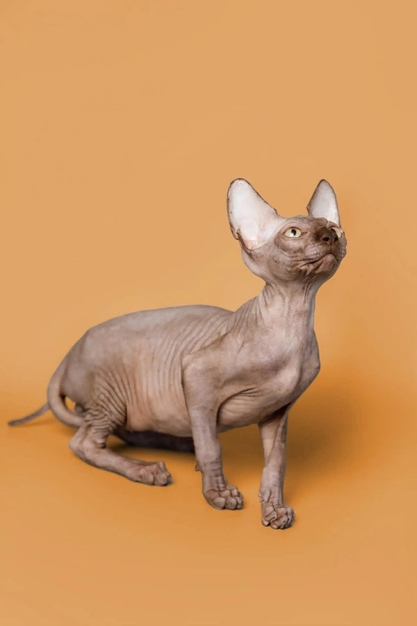 Adorable male Sphynx kitten with gold eyes, wrinkled skin, and big ears