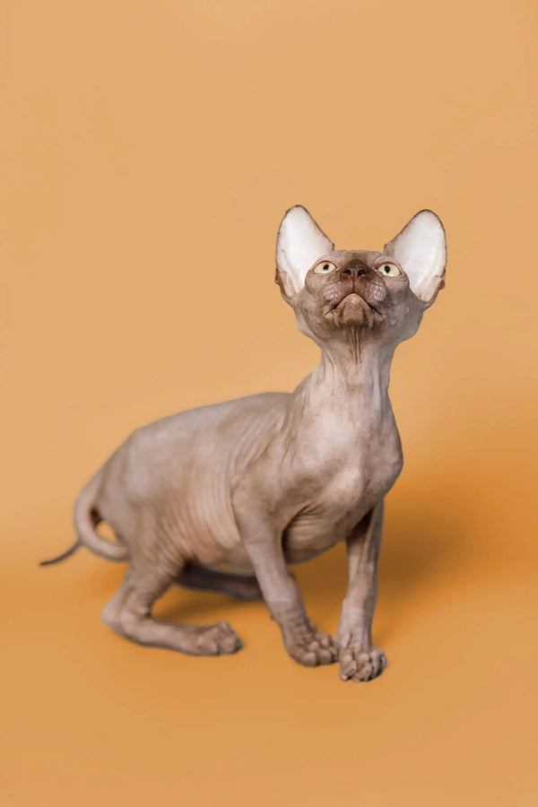 Hairless Sphynx kitten with large ears and gold eyes, perfect for loving homes