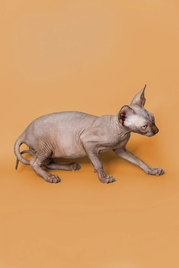 Crouching Hairless Sphynx Kitten with gold eyes named Ricky, the perfect male companion