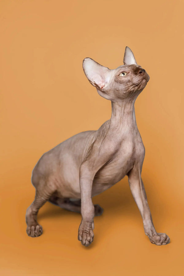 Male Sphynx kitten Ricky sitting upright, looking alert and adorable
