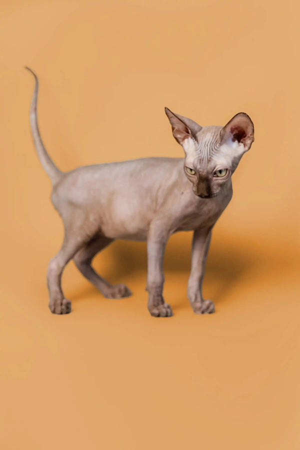 Hairless Sphynx kitten, Ricky, standing alert with big ears, showcasing his playful nature