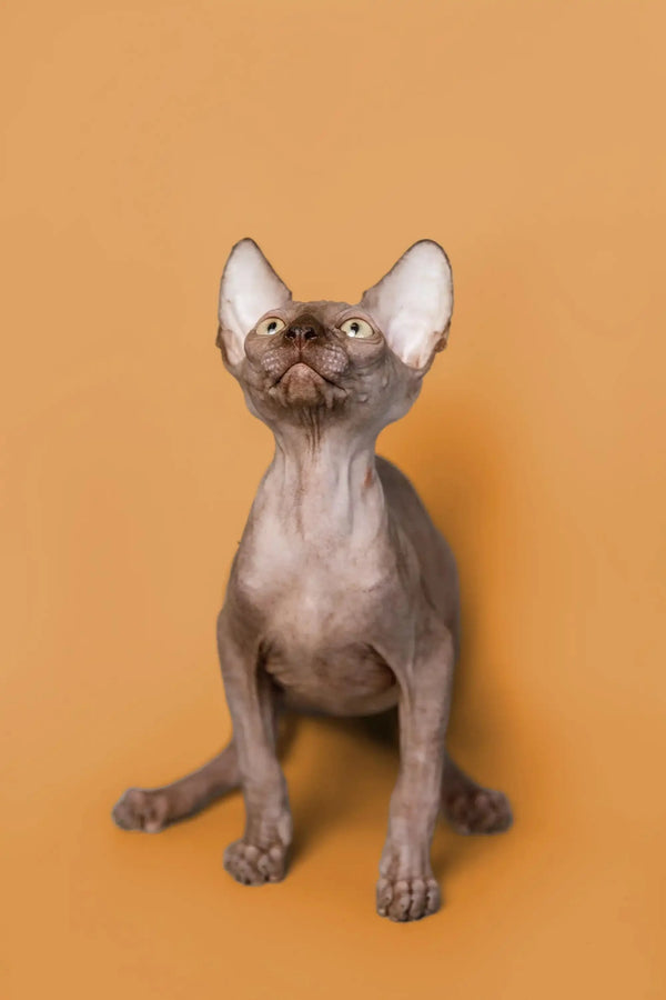 Adorable male Sphynx kitten with large ears and striking gold eyes sitting upright