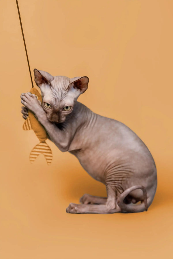 Hairless Sphynx kitten Ricky sitting with paw raised, cute male Sphynx look