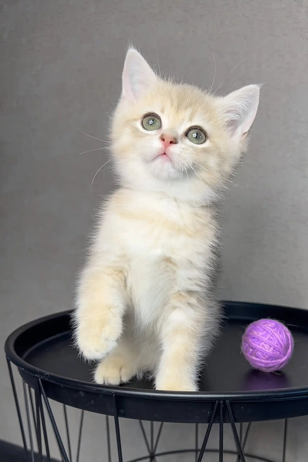 Rico | british shorthair kitten