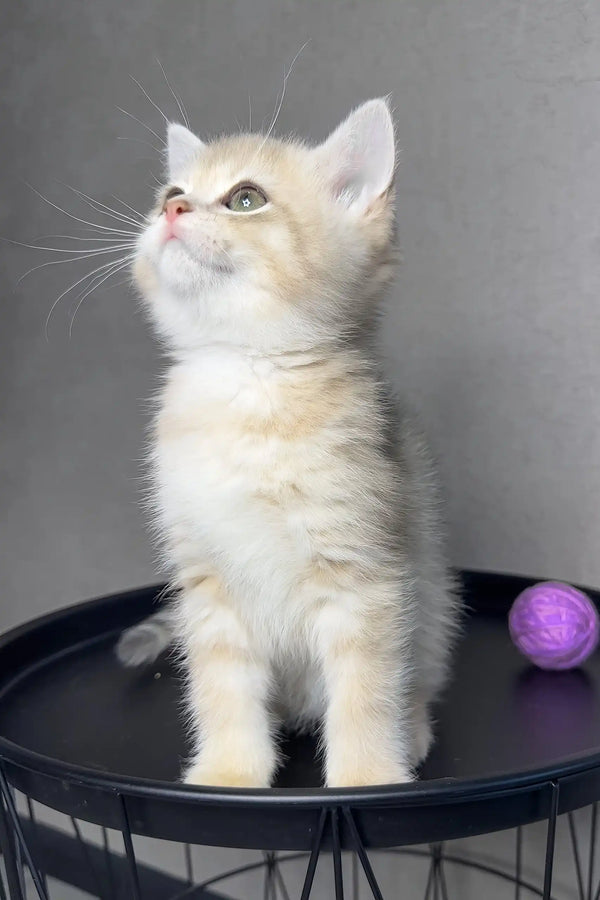 Rico | british shorthair kitten