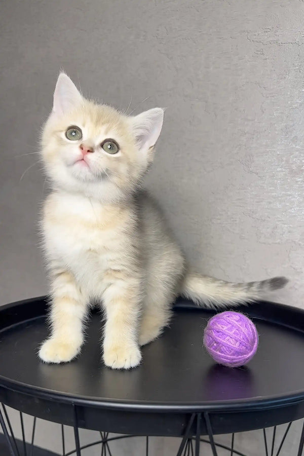 Rico | british shorthair kitten