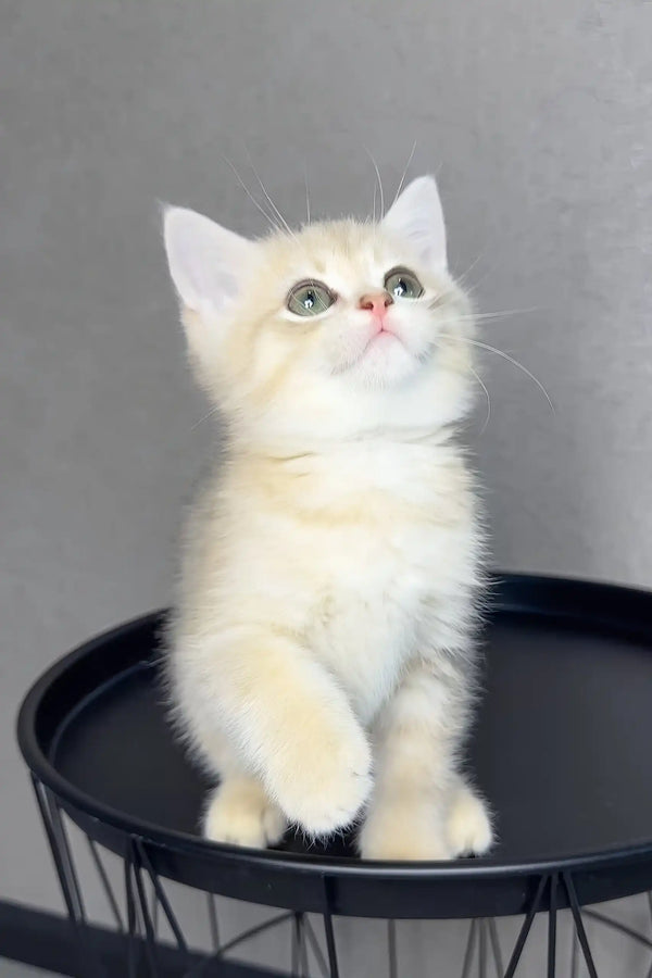 Rico | british shorthair kitten