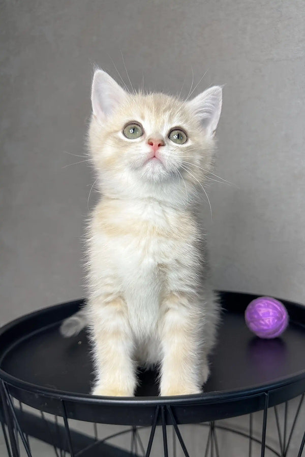 Rico | british shorthair kitten